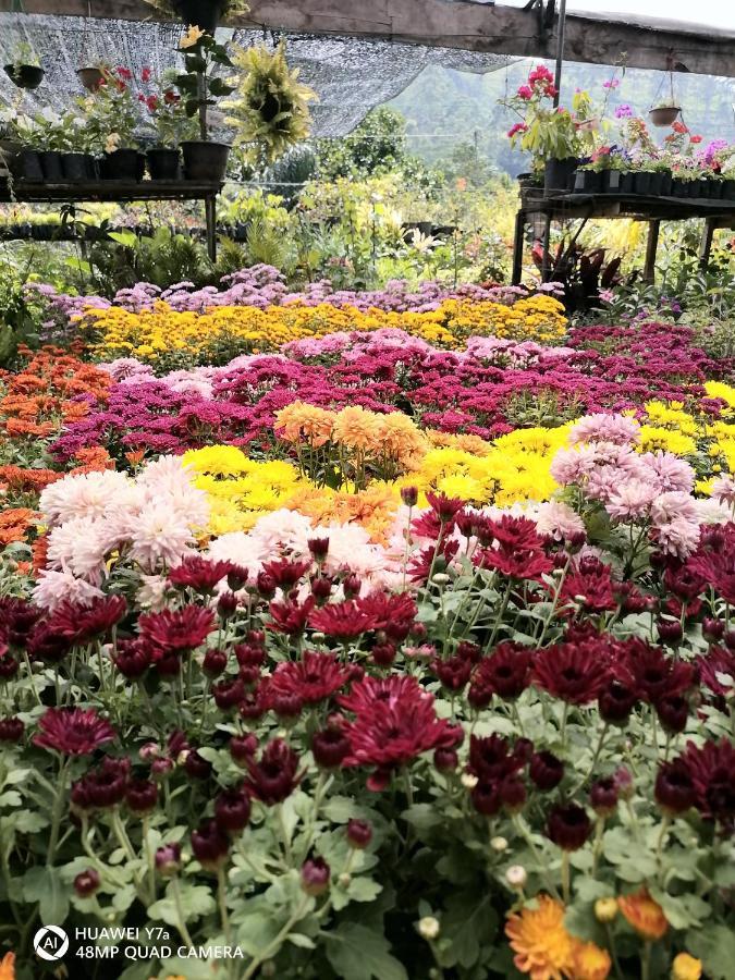 Flower Top إيلا المظهر الخارجي الصورة